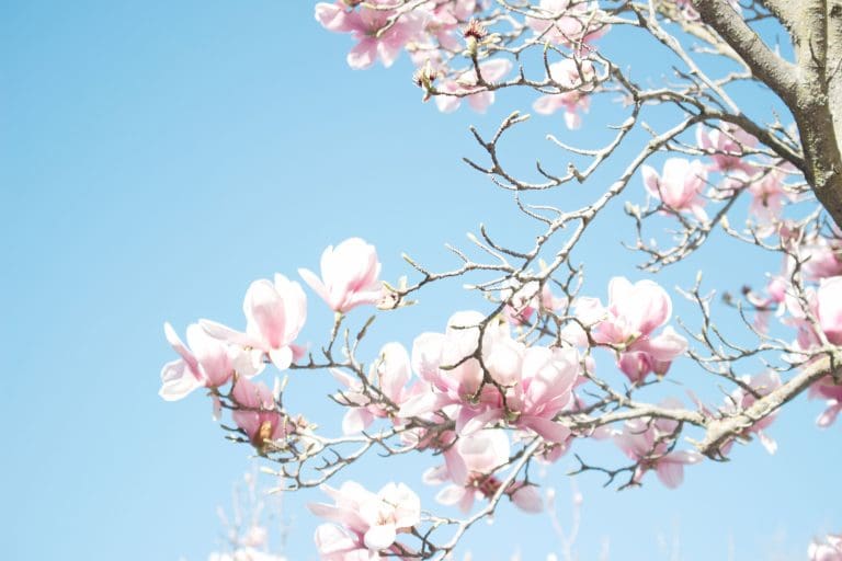 flower tree pink blossom blue sky